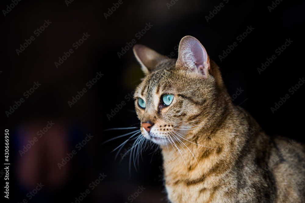 Portrait of a bengal cat with amazing green eyes, close up