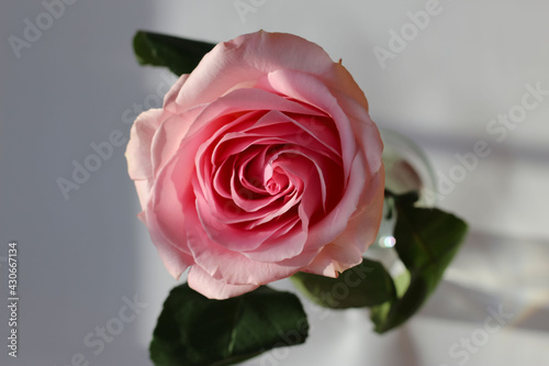 Fototapeta Naklejka Na Ścianę i Meble -  front top macro photography of a beautiful pink rose in sunlight on a white background