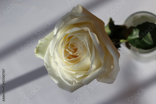 macro photography of a isolated white rose on a gray background, studio shoot