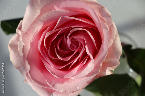 front top macro photography of a beautiful natural pink rose in natural sunlight on a white background