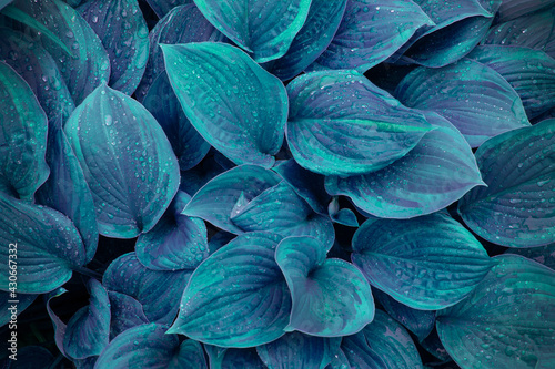 Decorative hosta leaves with rain drops on it