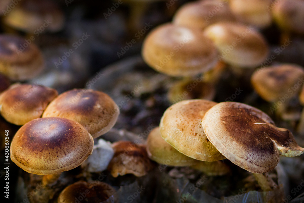 A close up of mushrooms in the garden A close up of mushrooms in the garden