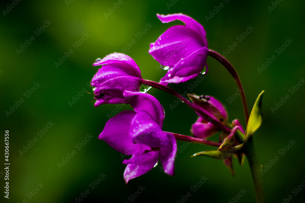 Fototapeta premium flower