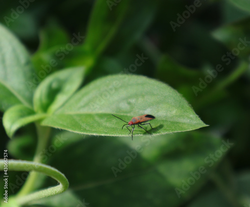 Close up of a red and black color insect on a leaf with the leaf