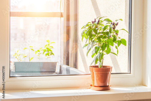 Decorative pepper with purple fruits plant on the windowsill of a sunlit room. photo