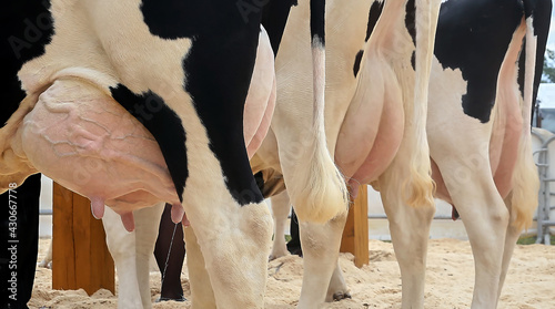 Udder of cows on a farm in a stall photo