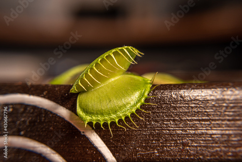 Planta carnivora insectivora Dionaea muscipula photo