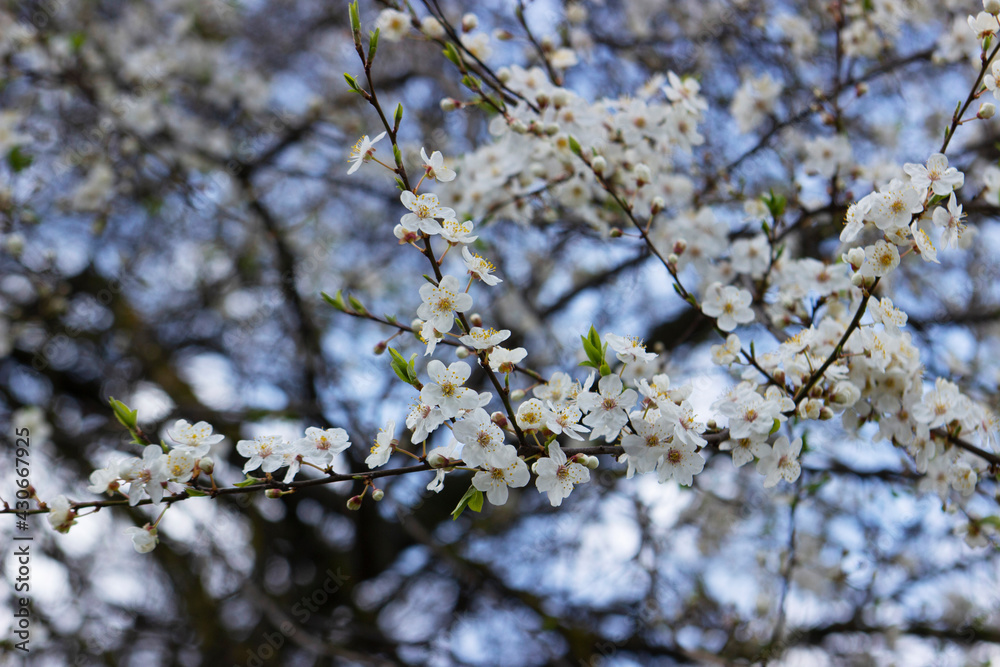 Branches of a blossoming tree against the sky. Cherry plum flowers. Branches of a blossoming tree against the sky. Cherry plum flowers.
