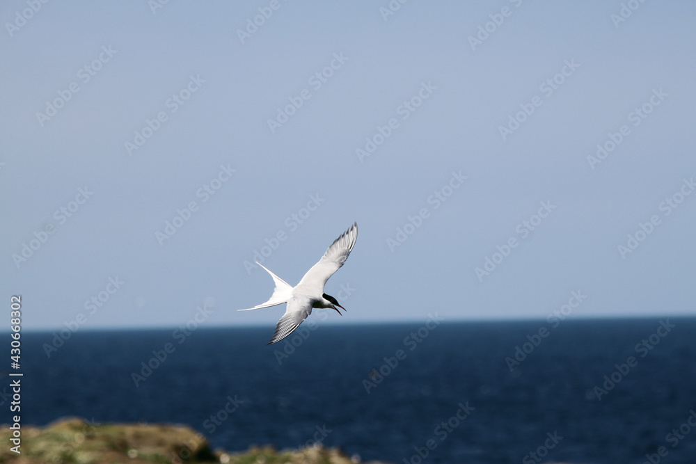 An Arctic Tern in flight over Farne Islands An Arctic Tern in flight over Farne Islands