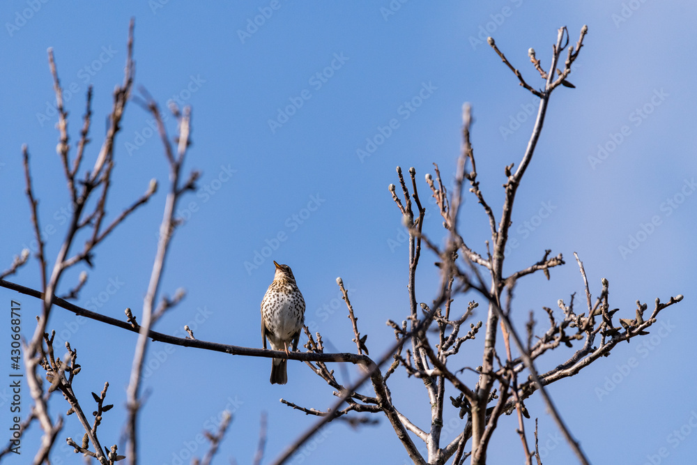 einzelne Singdrossel mit weißem Bauch auf einem Ast vor blauem Himmel einzelne Singdrossel mit weißem Bauch auf einem Ast vor blauem Himmel