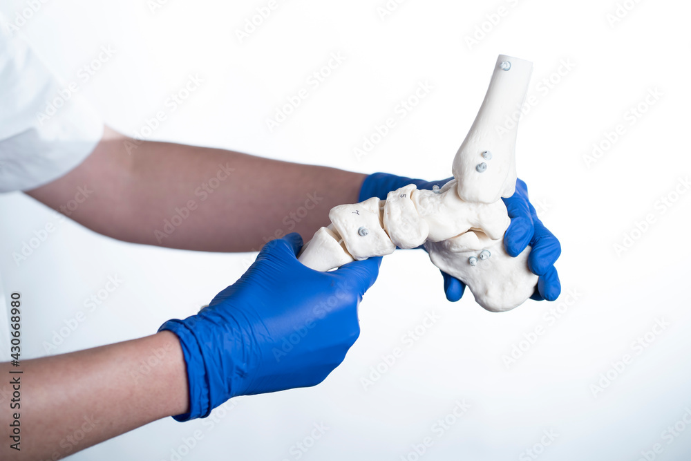 physiotherapist wearing gloves holding foot skeleton