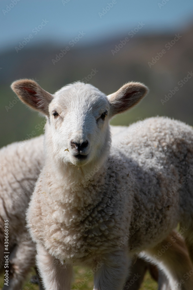 a small baby lamb looking at you