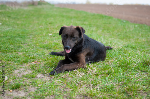 big black dog. dog on the grass. adult purebred dog in spring or summer, lying on the grass, on the lawn or green park on the grass in sunshine. looks at me. home or homeless animal