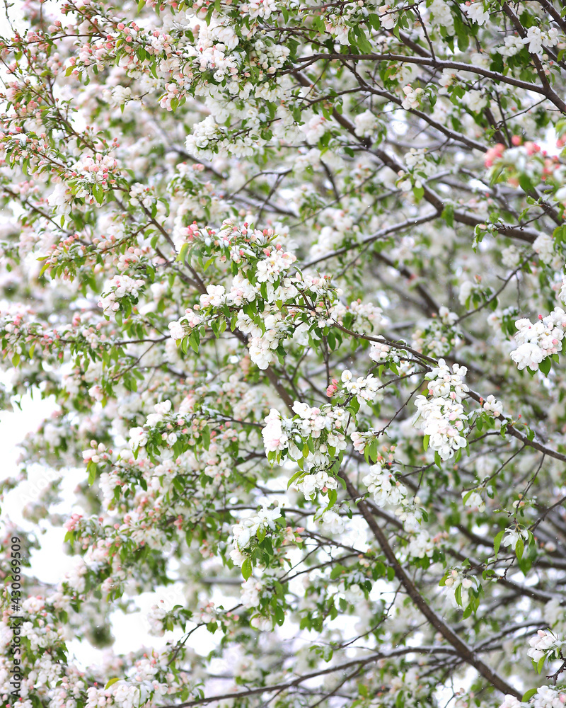 Fototapeta premium Snow meets blossom