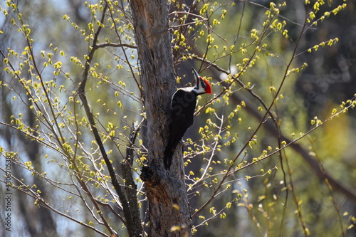 pilated woodpecker