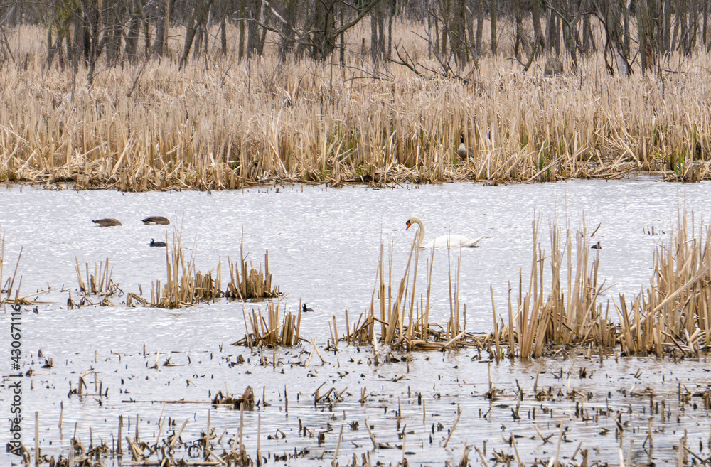 Obraz premium Mute Swan and Canadian Goose