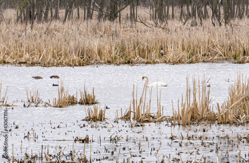 Mute Swan and Canadian Goose