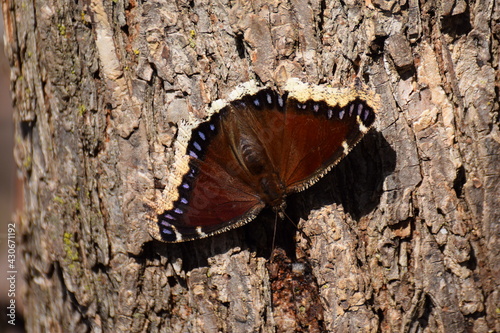 mourning cloak