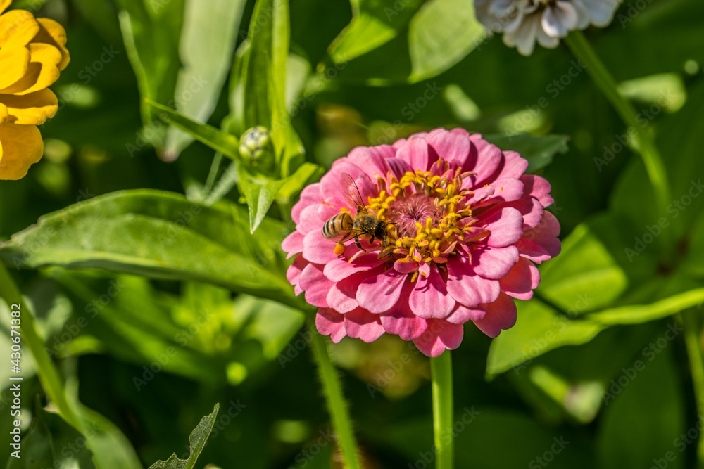 Honeybee collecting pollen from a zinnia flower Honeybee collecting pollen from a zinnia flower