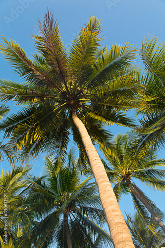 Coconut palm trees over bright sky photo