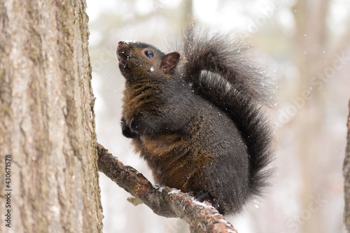 squirrel © Andras