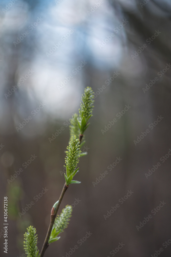The spring. The first green leaves and earrings of willow on a blurred background. Soft focus The spring. The first green leaves and earrings of willow on a blurred background. Soft focus