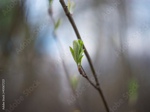 The spring. The first green leaves of mountain ash on blurred background. Soft focus