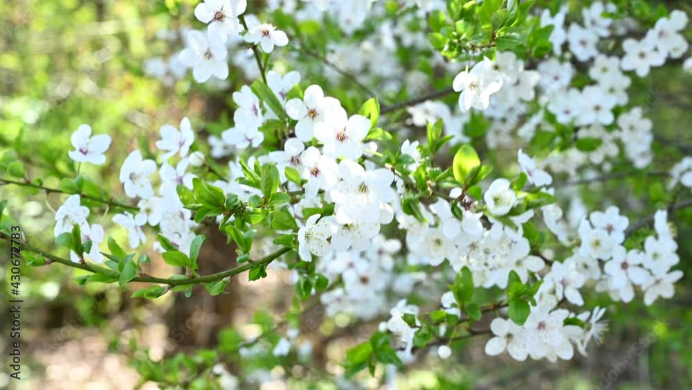 Flower-covered cherry tree (Prunus subg. Cerasus) in spring in the park Flower-covered cherry tree (Prunus subg. Cerasus) in spring in the park