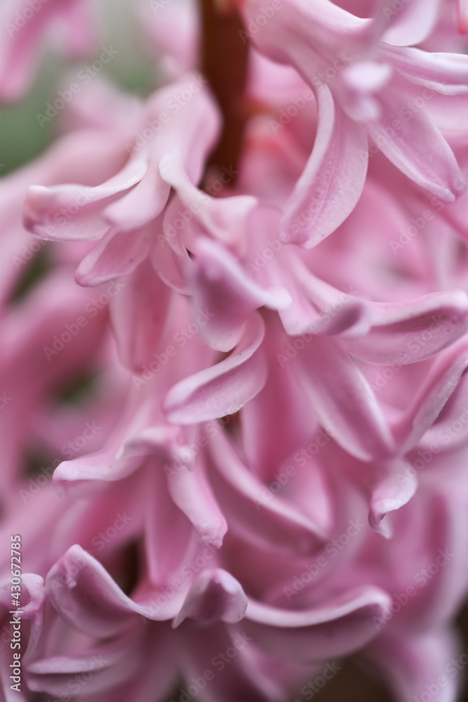 Rose hyacinth petals in the macro lens.