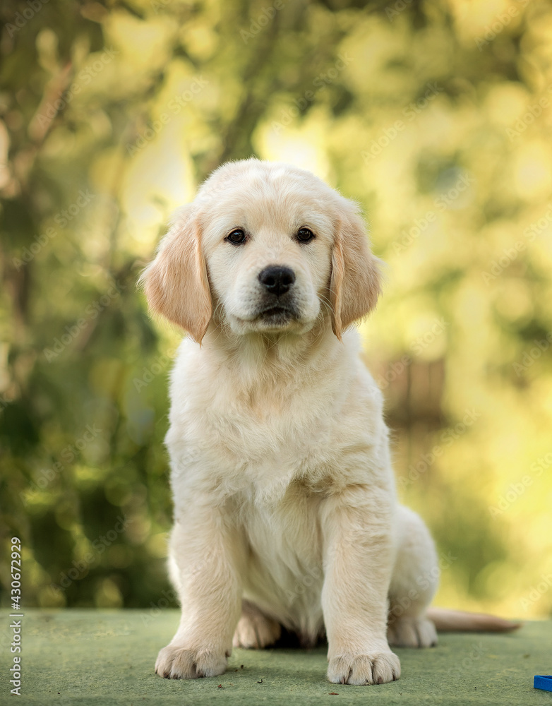 small dog puppy golden retriever labrador sitting in the park in summer small dog puppy golden retriever labrador sitting in the park in summer