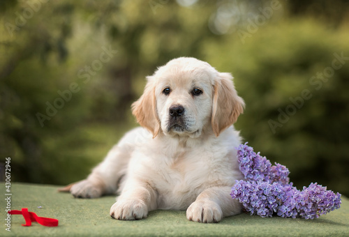 small dog puppy golden retriever labrador sitting with a bouquet of lilac flowers in the summer in the park © Виктория Дубровская