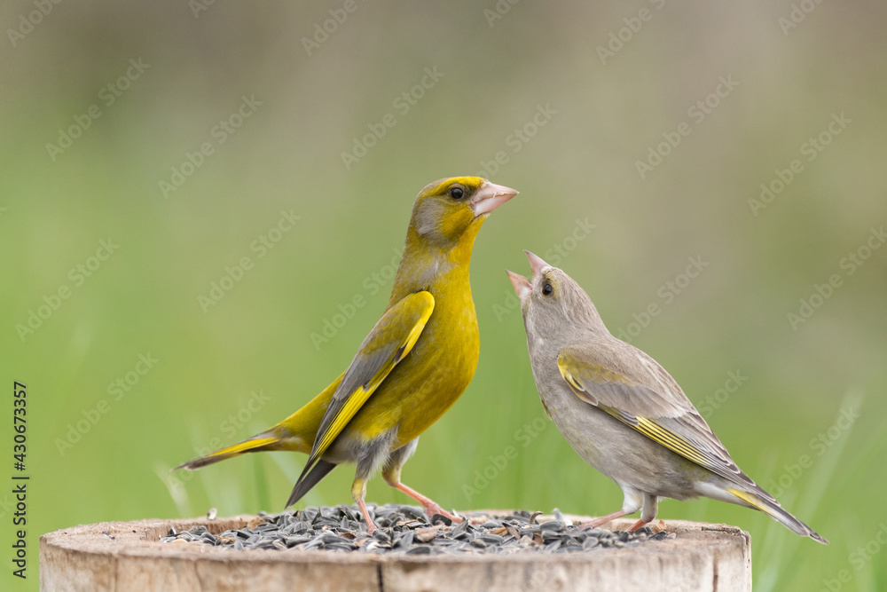 Fototapeta premium Male and female greenfinch Carduelis chloris. Bird Feeder