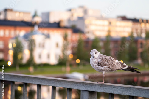 Gull at the time of summer sunrise