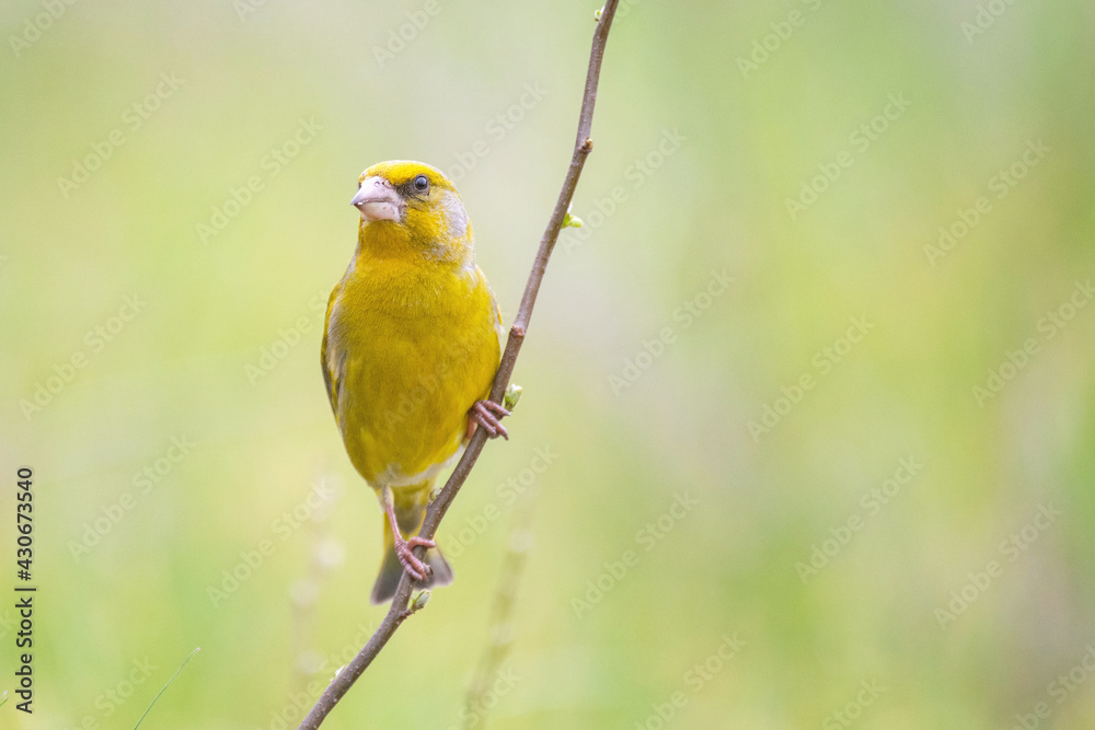 Male Greenfinch Carduelis chloris. Greenfinch sits on branch Male Greenfinch Carduelis chloris. Greenfinch sits on branch