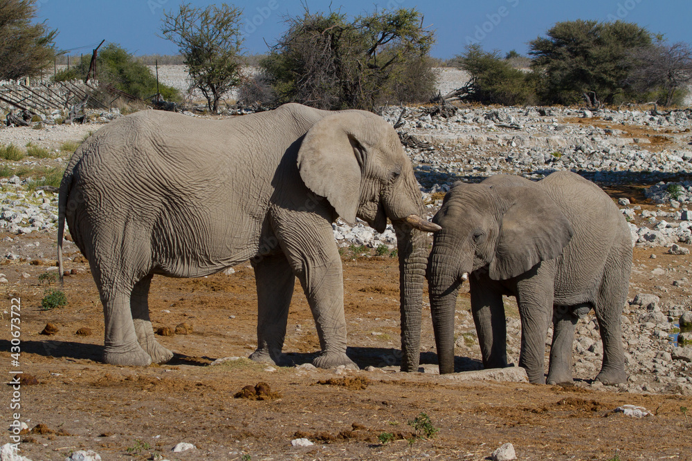 Fototapeta premium Elephant adult and child together