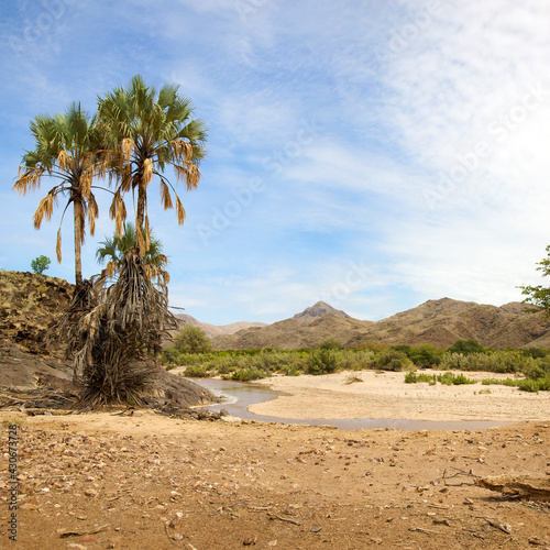 Palm trees and river with blue sky in natural desert landscape in the Kaokoland. Namibia