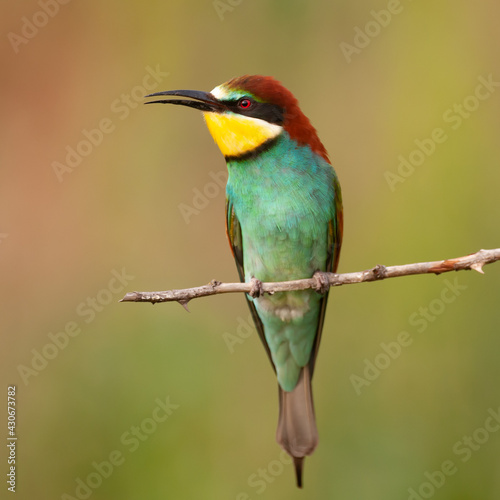 European bee eater Merops apiaster sits on a branch