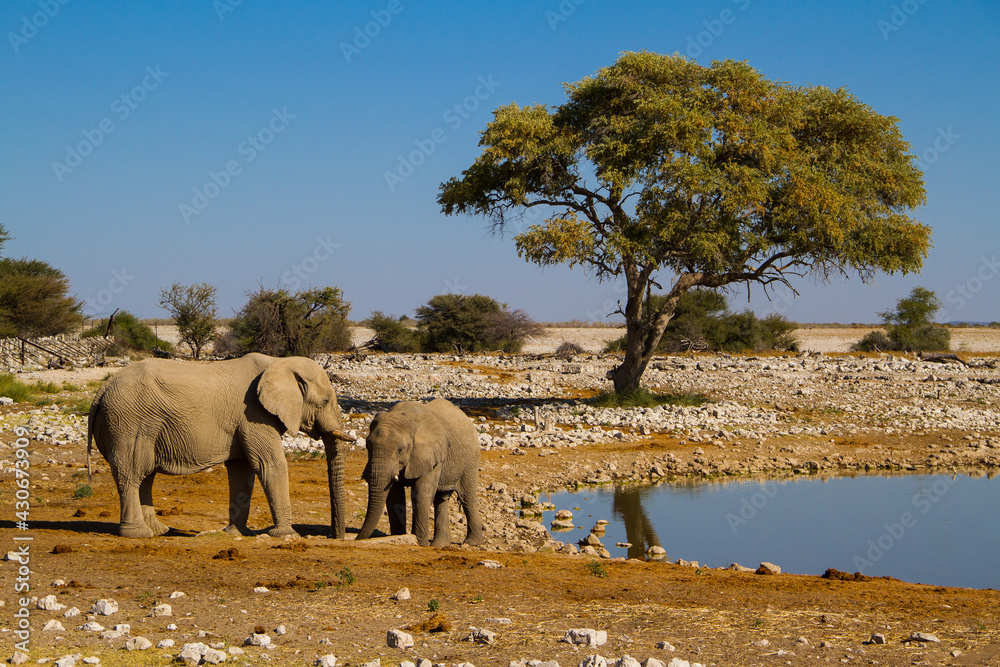 Elephant adult and child together - obrazy, fototapety, plakaty 