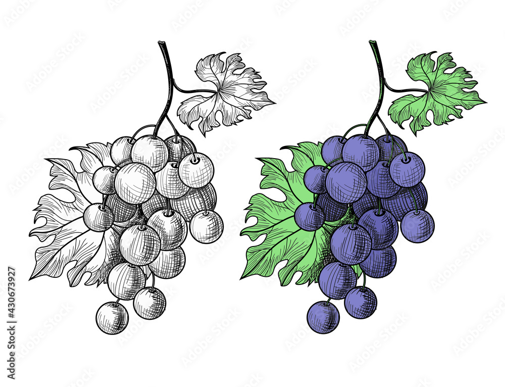 Hand Drawn Grapes Vector Hd PNG Images, Cartoon Vector Hand Drawn Fruit  Grape Element, Vector, Cartoon, Hand Draw PNG Image For Free Download
