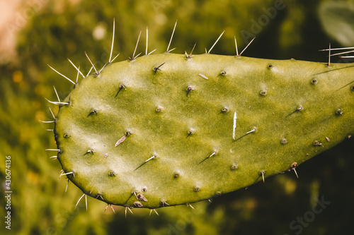 Opuntia Prickly Pear Green Cactus. Green opuntia tropical cactus plant. Cactus Leave. Cactaceae Pear. Colorful sunny background.