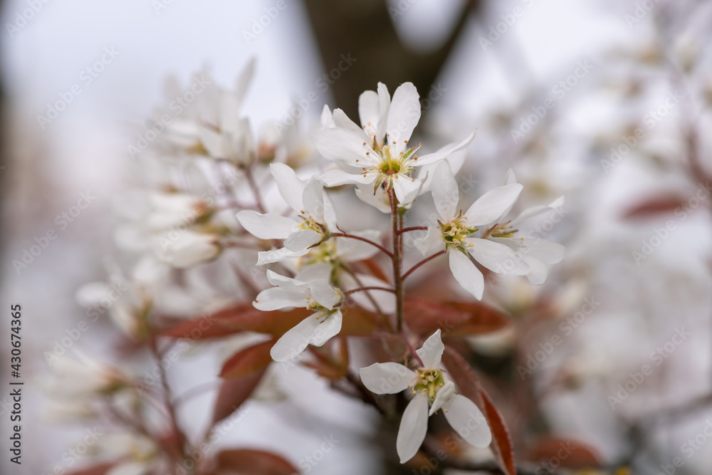 Close up of smooth serviceberry (amelanchier laevis) flowers in bloom Close up of smooth serviceberry (amelanchier laevis) flowers in bloom