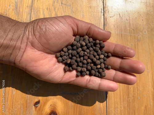 A hand is holding Pimento berries over a wooden background. Pimento Allspice berries.