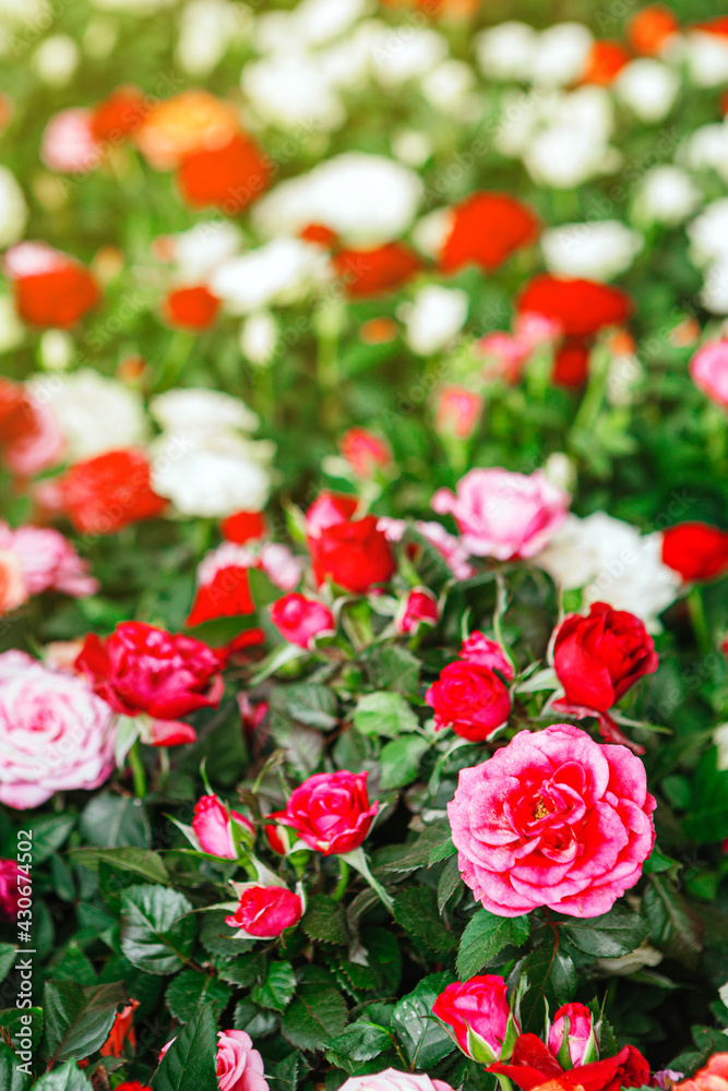 Background of beautiful red, white and pink roses blooming in the garden during spring Background of beautiful red, white and pink roses blooming in the garden during spring