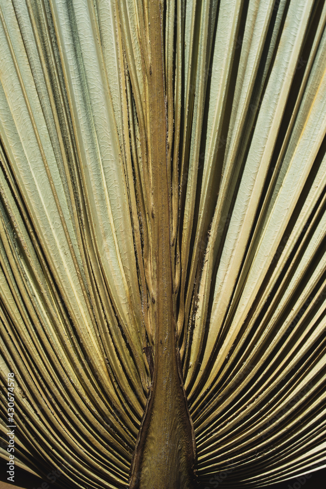 Obraz premium Dry palm leaf macro background. Exotic nature pattern. Brown and green tropical texture detail closeup.