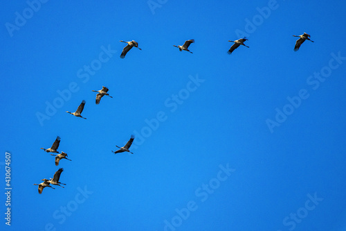 Common crane, Grus grus in Monfrague National Park. Extremadura, Spain