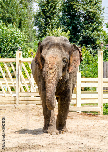 African elephant in zoo behind cage closeup photo