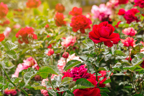 Background of beautiful red and pink roses blooming in the garden during spring