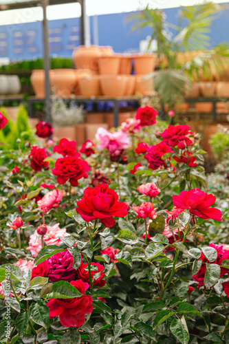 Beautiful red and pink roses blooming in the garden center during spring with clay pots in the background