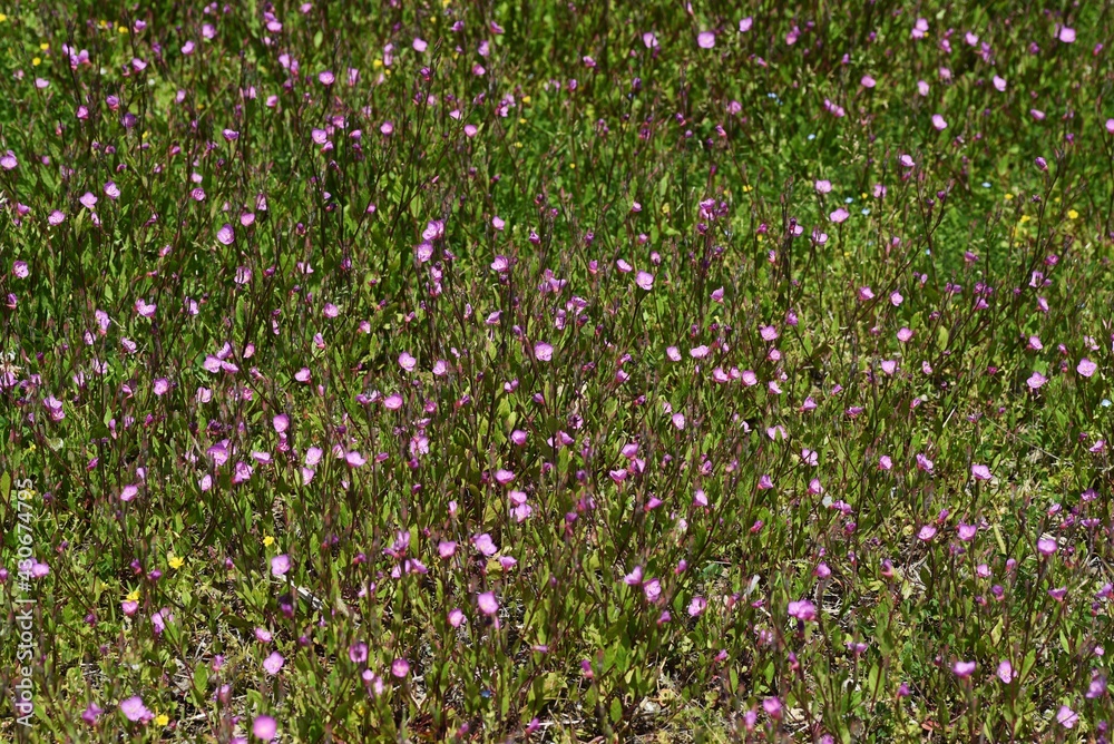 Rose evening primrose is an Onagraceae perennial plant. Rose evening primrose is an Onagraceae perennial plant.