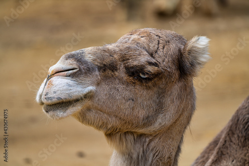 Dromedary  Camelus dromedarius in Jerez de la Frontera  Andalusia  Spain
